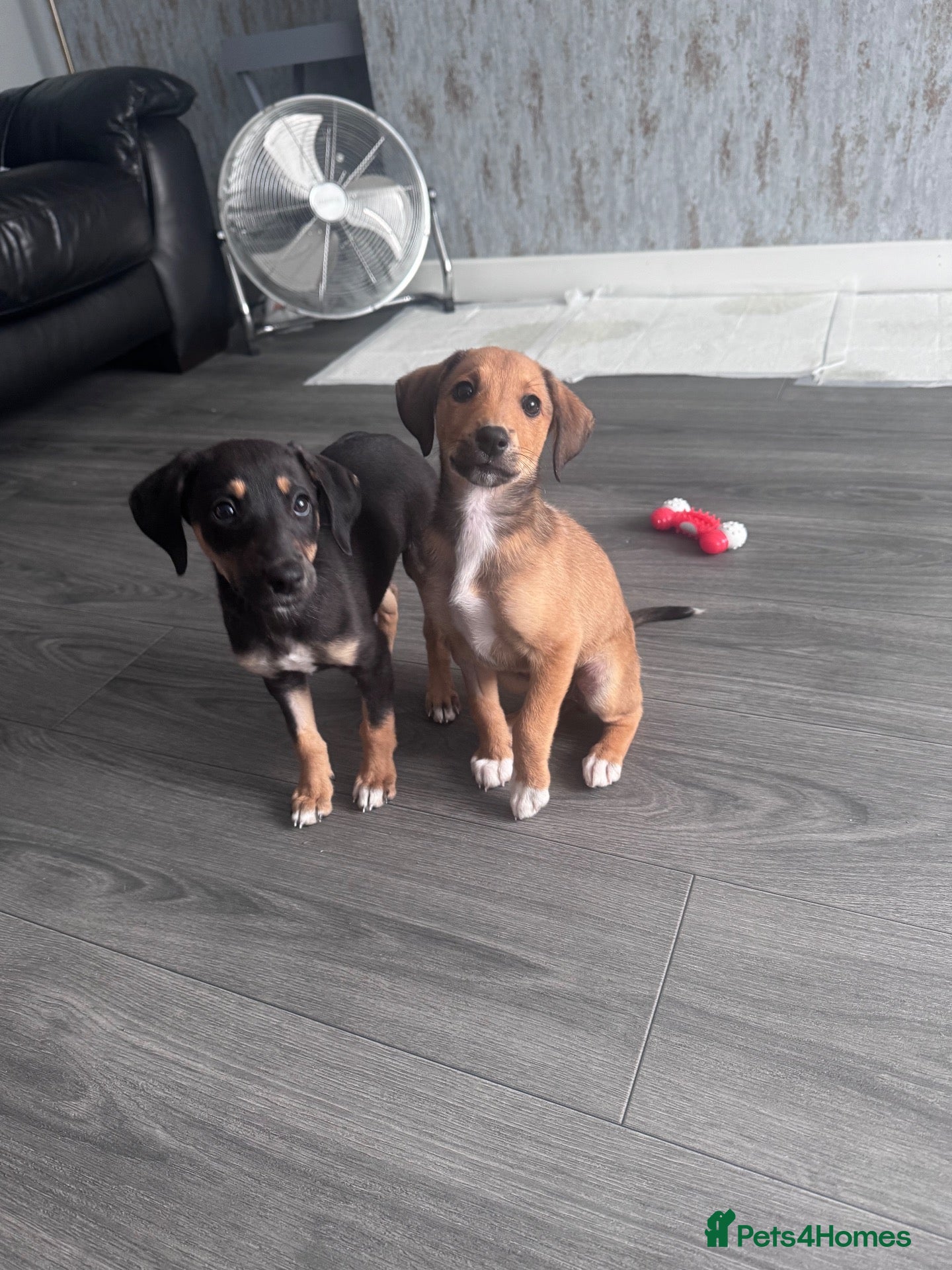 Mixed Breed dogs Bedlington x whippet ( Black and Tan ) - Advert 3