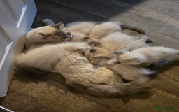 Ragdoll cats for sale: Beautiful GCCF Reg Pure Bred Ragdoll kittens - Image 16
