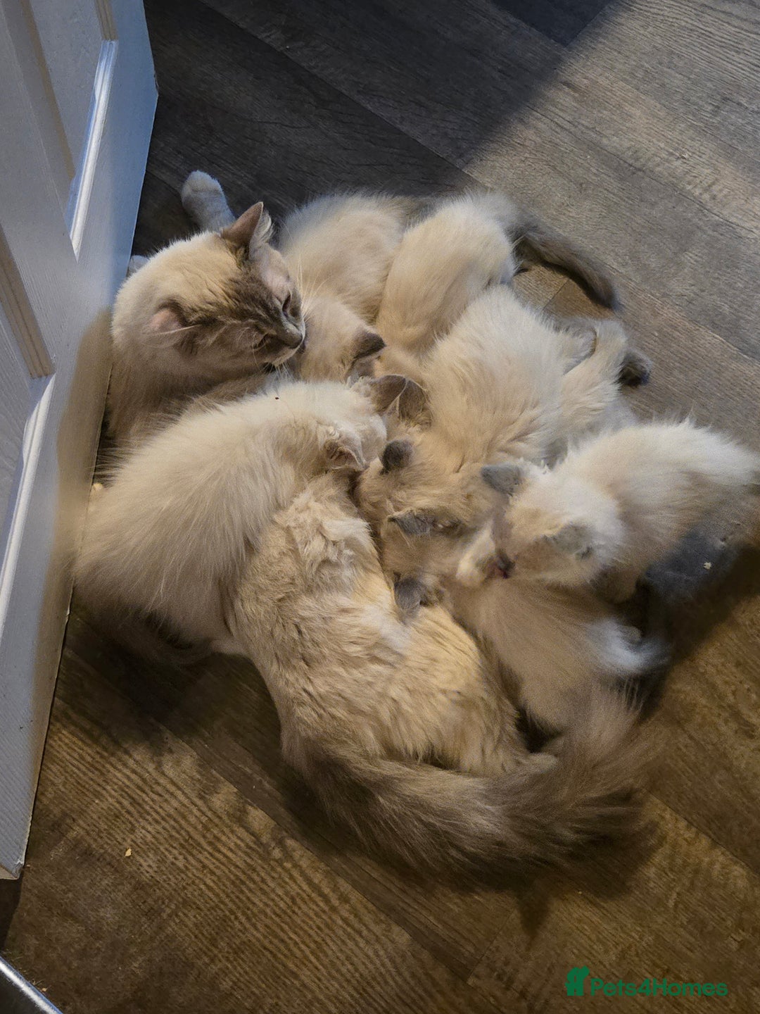 Ragdoll cats for sale: Beautiful GCCF Reg Pure Bred Ragdoll kittens - Image 16