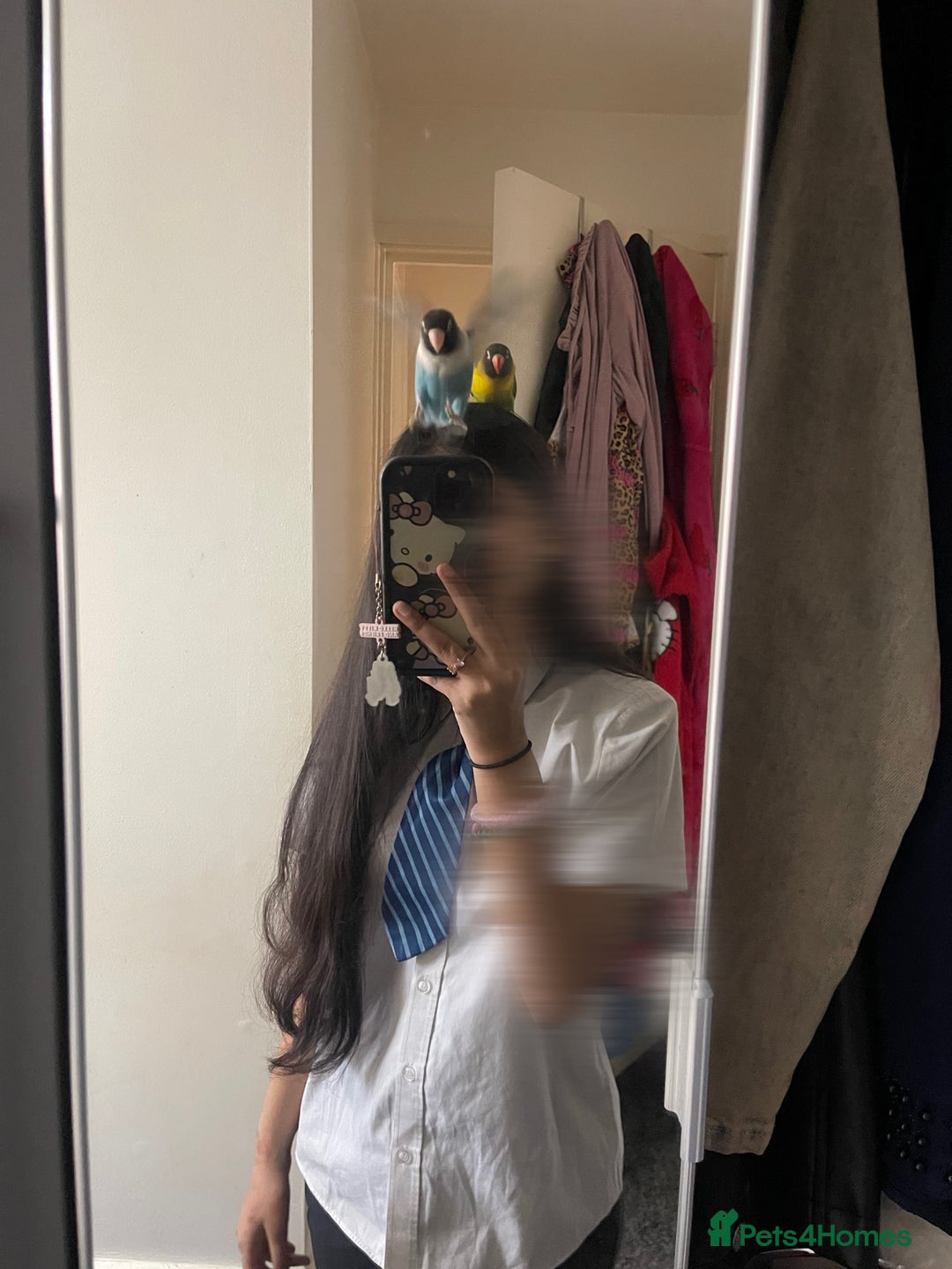 Lovebirds birds for sale: male and female semi tamed love birds - Image 2