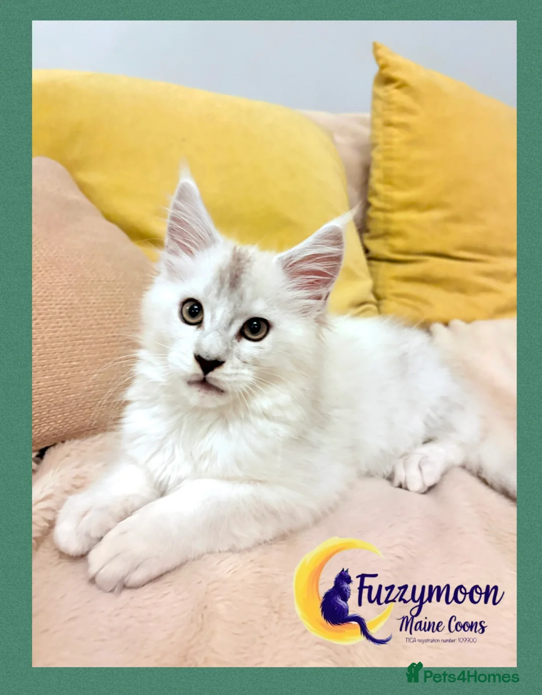 Maine Coon cats for sale: Gorgeous Shaded Pedigree Maine Coon Kittens - Advert 7