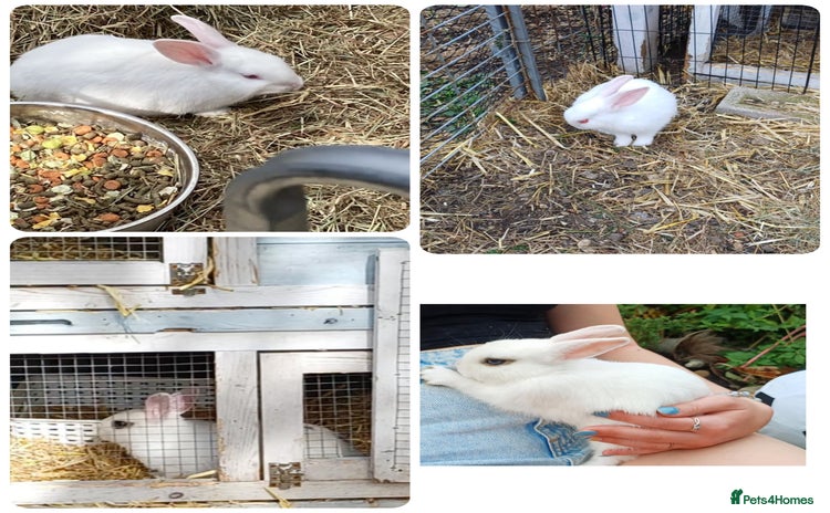Mixed Breed rabbits - Advert 4