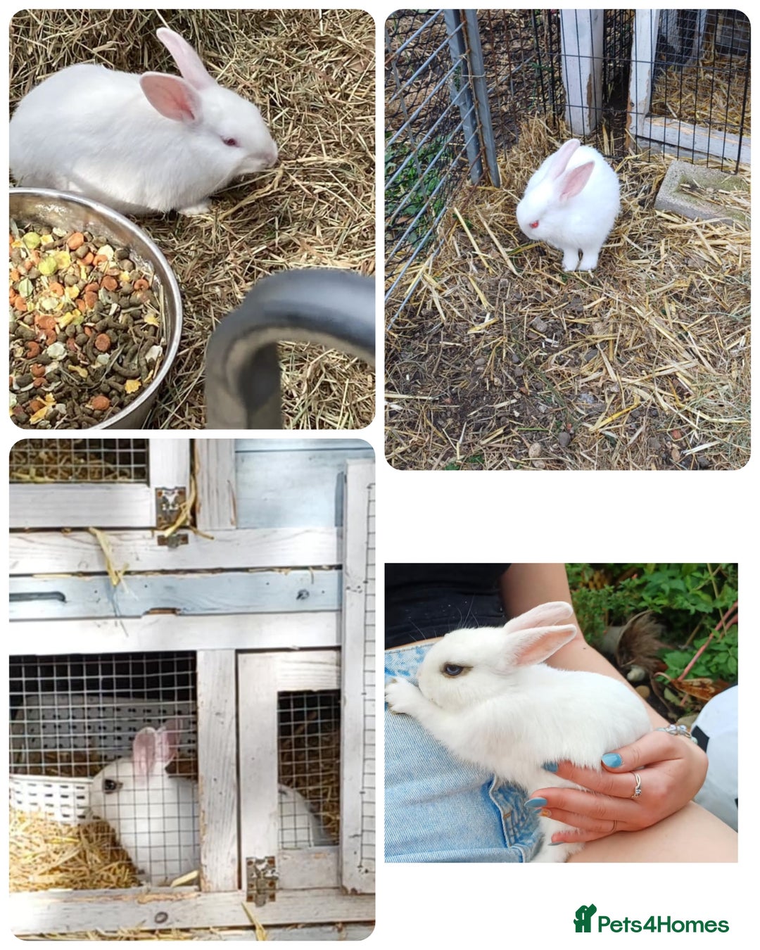 Mixed Breed rabbits for sale: Male pair must stay together  - Image 1
