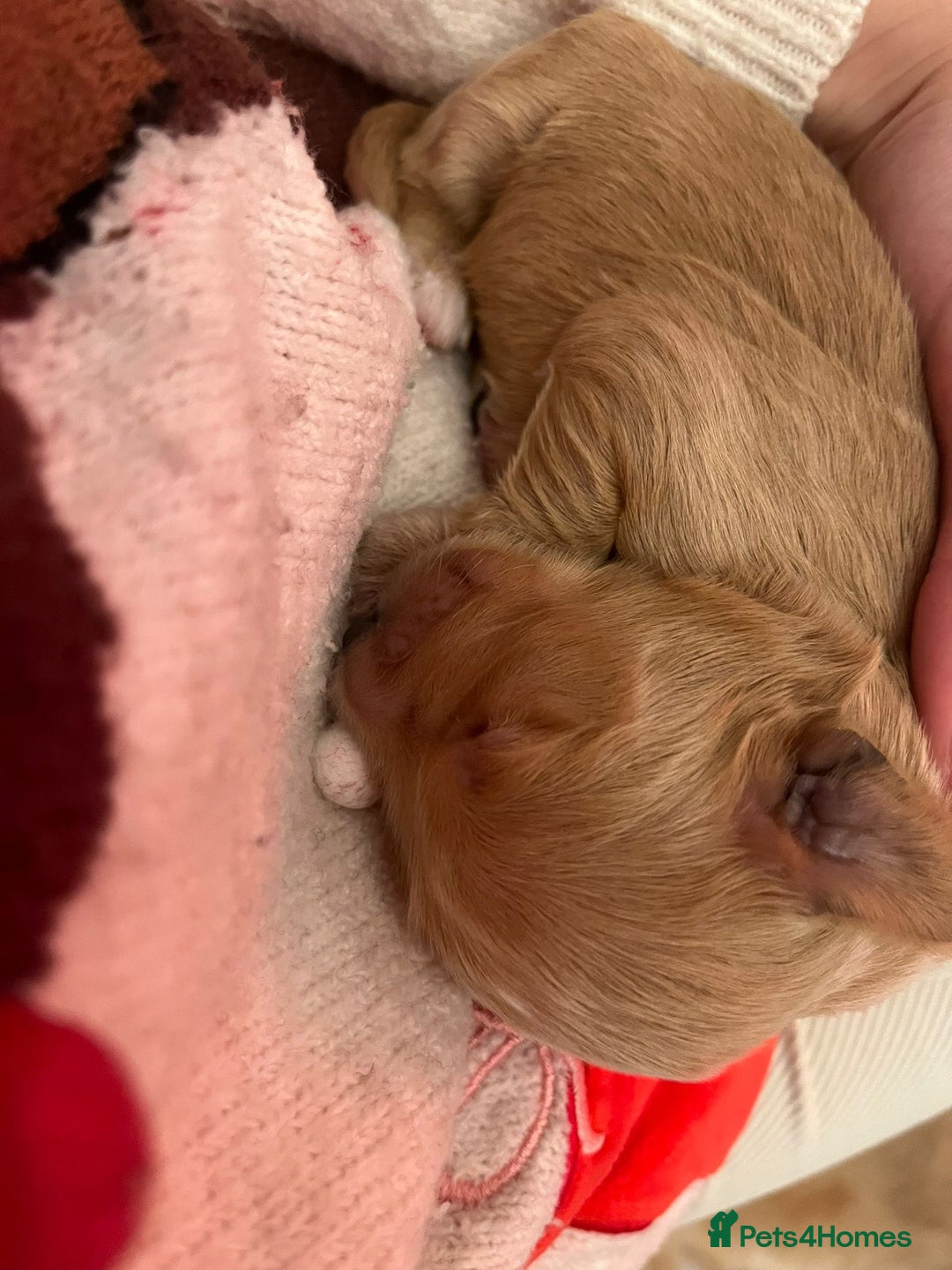 Australian Labradoodle dogs for sale: Australian Labradoodle, exceptional homes only - Advert 16