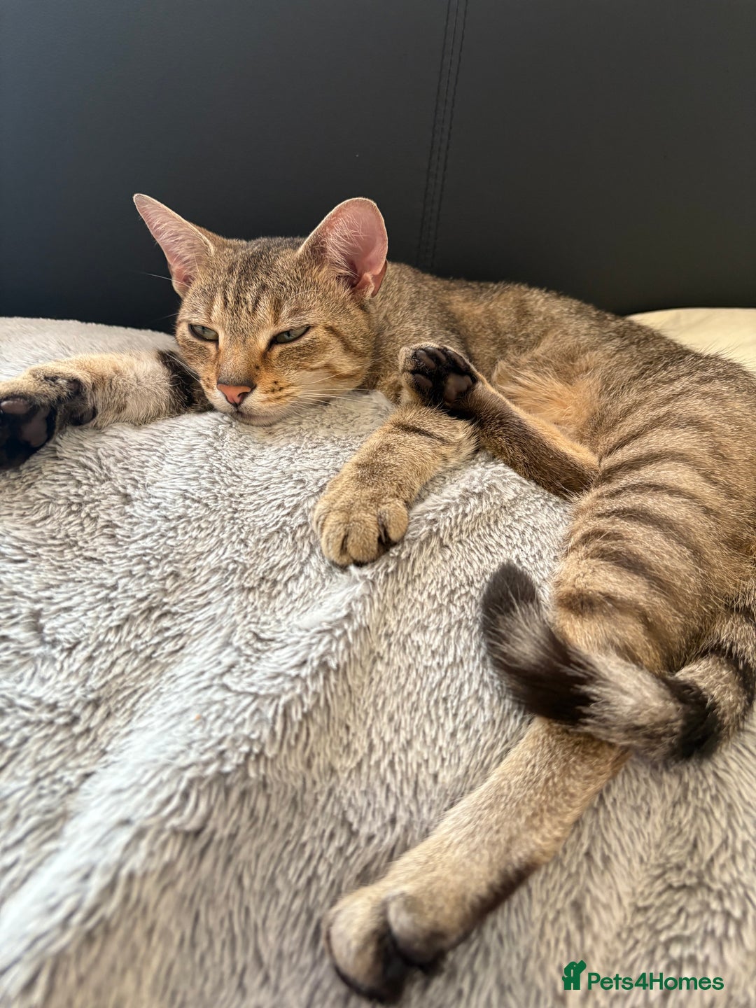 Bengal cats for sale: Bengal cross tabby kitten  - Image 6