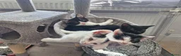 Mixed Breed cats for sale: 2 male kittens - Advert 1