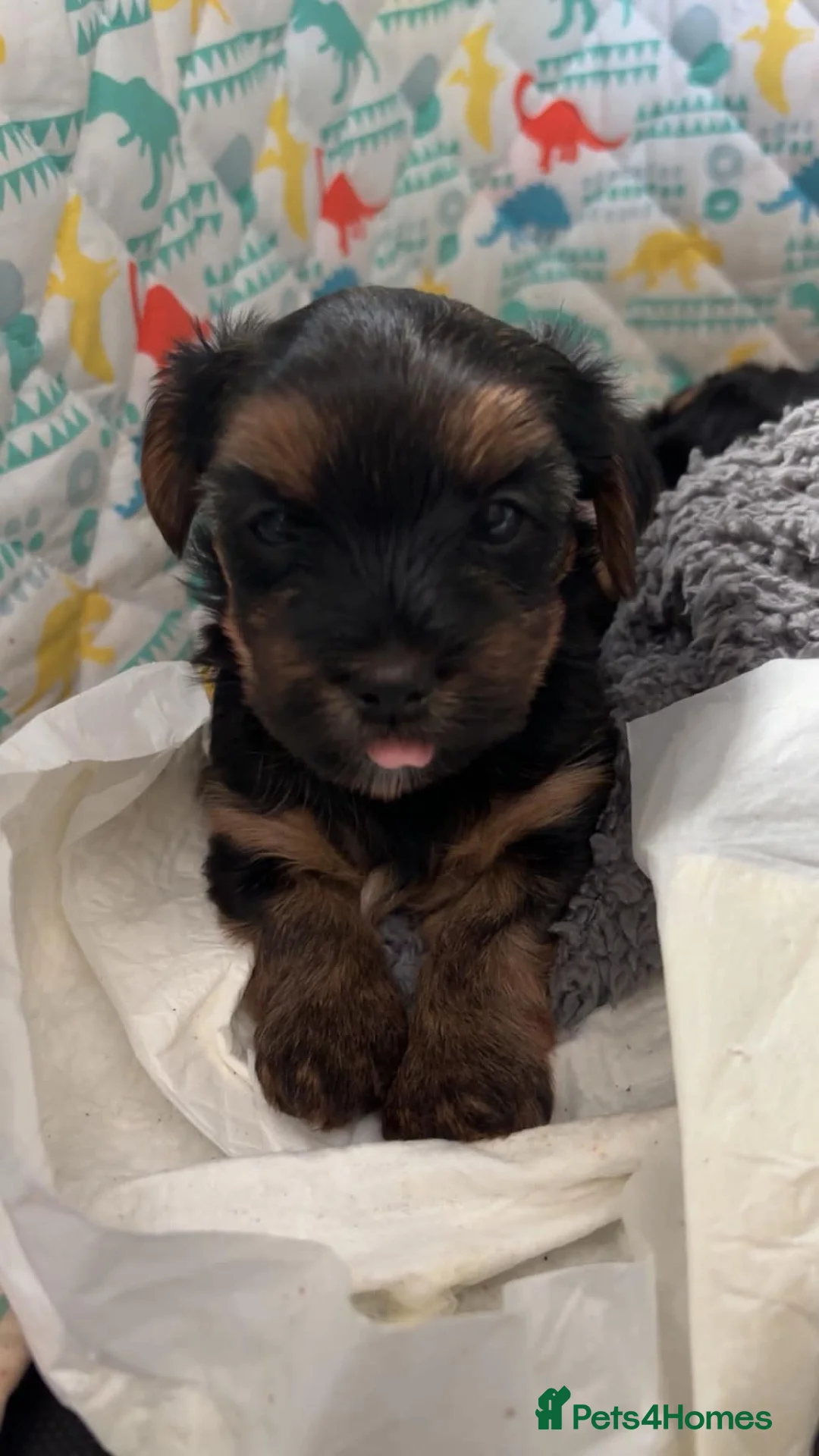 Yorkshire Terrier dogs for sale: Yorkshire terrier puppies  - Advert 8