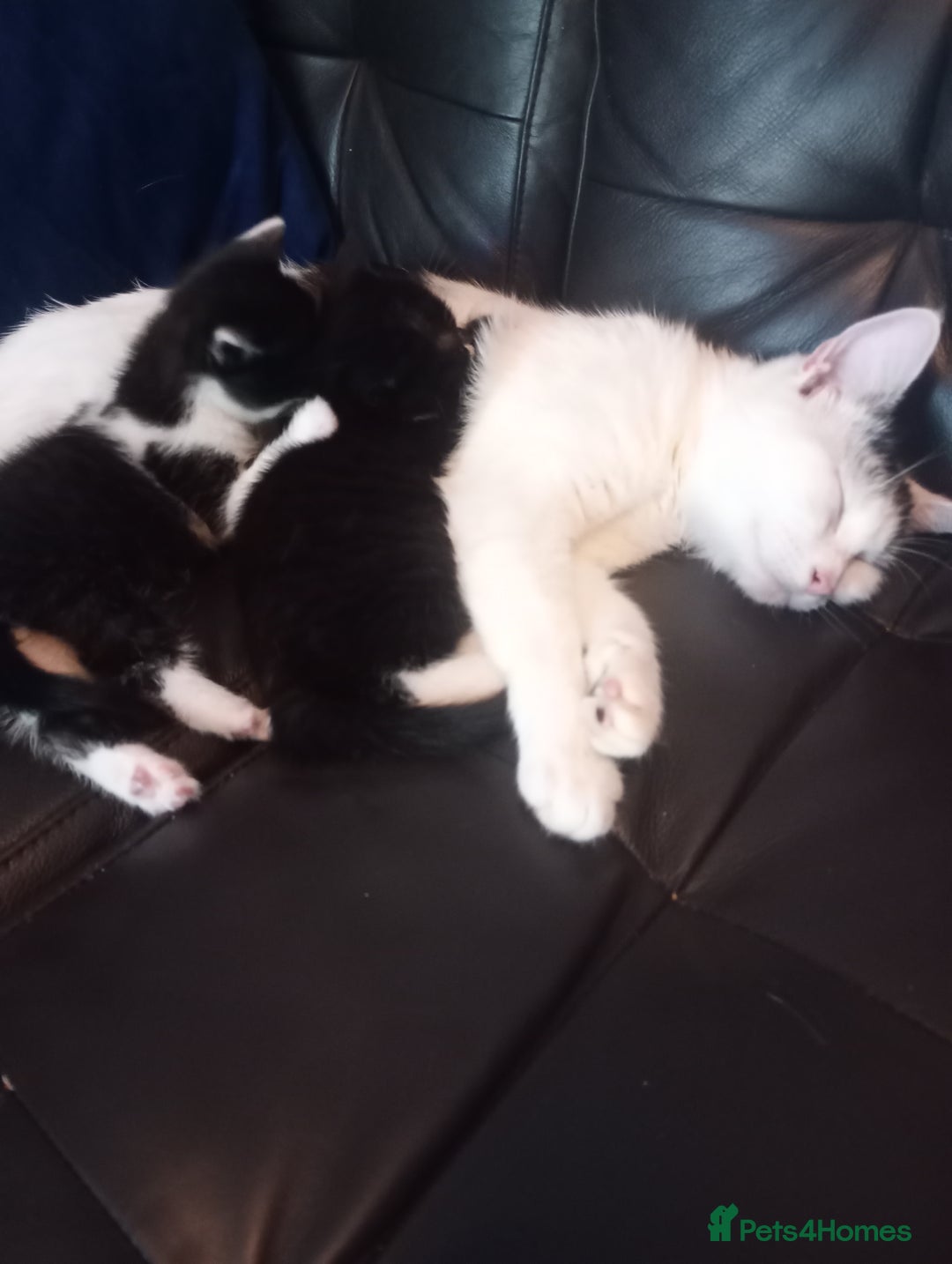 Mixed Breed cats for sale: Gorgeous female  - Image 6