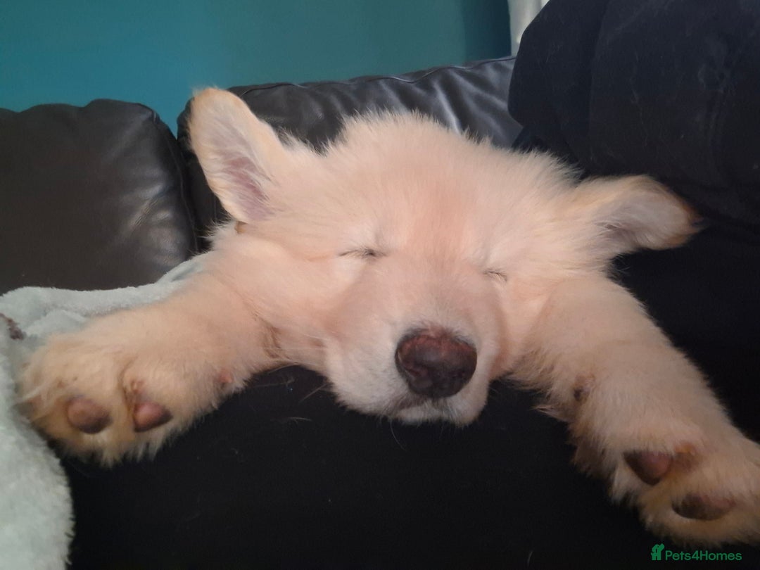 German Shepherd dogs for sale: White German Shepherd - Advert 9