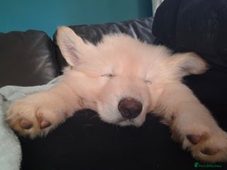 German Shepherd dogs White German Shepherd - Advert 14