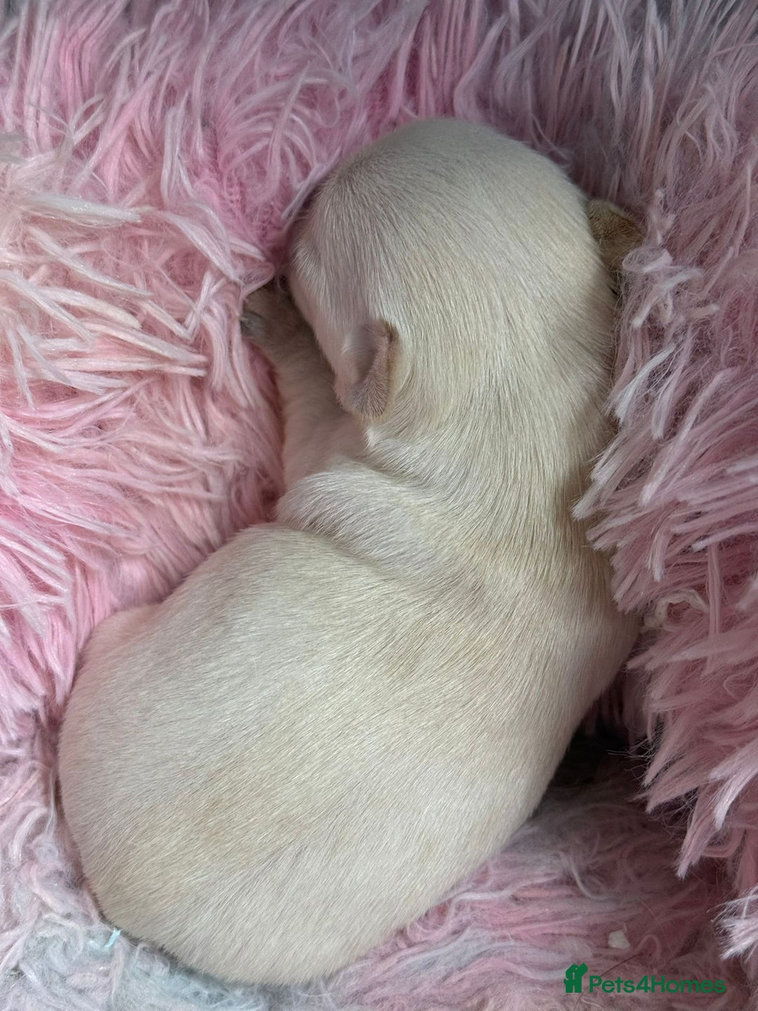 Chihuahua dogs for sale: Puppies chihuahuas 1 boy and 2 little princesses  - Image 5