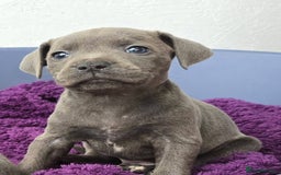Staffordshire Bull Terrier dogs for sale: Blue/blue&white staffs - Image 3