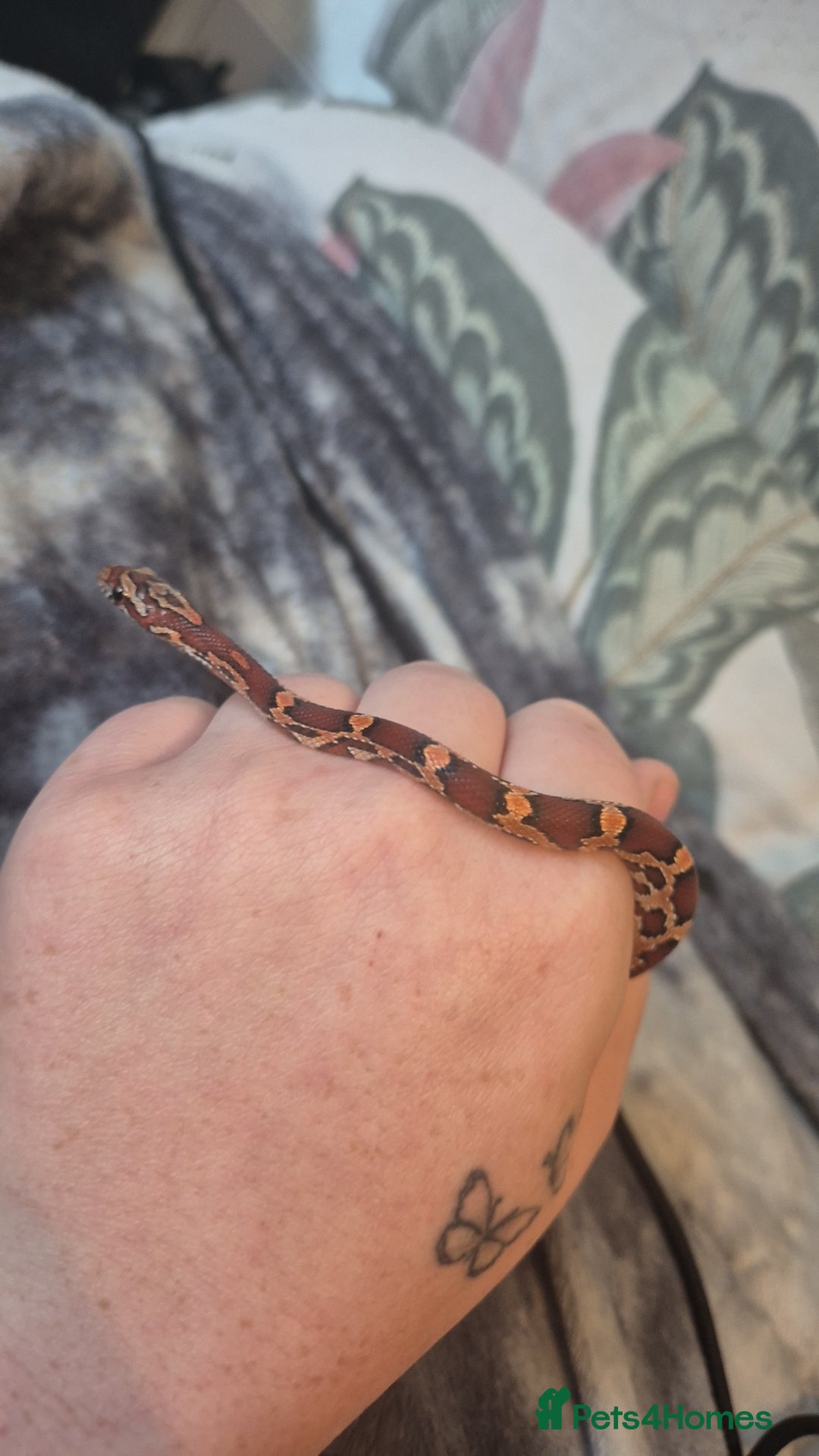 Corn Snake reptiles for sale: Okeetee Corn snake - Advert 6
