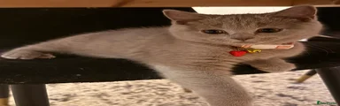 Ragdoll shorthair 3