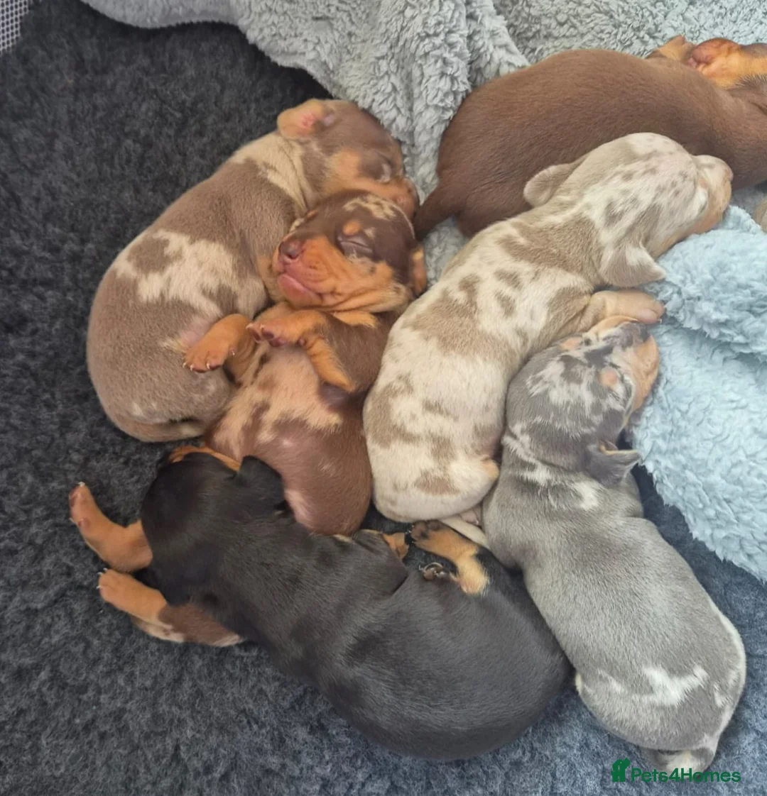 Miniature Dachshund dogs for sale: Beautiful mini dachshunds for sale - Advert 1