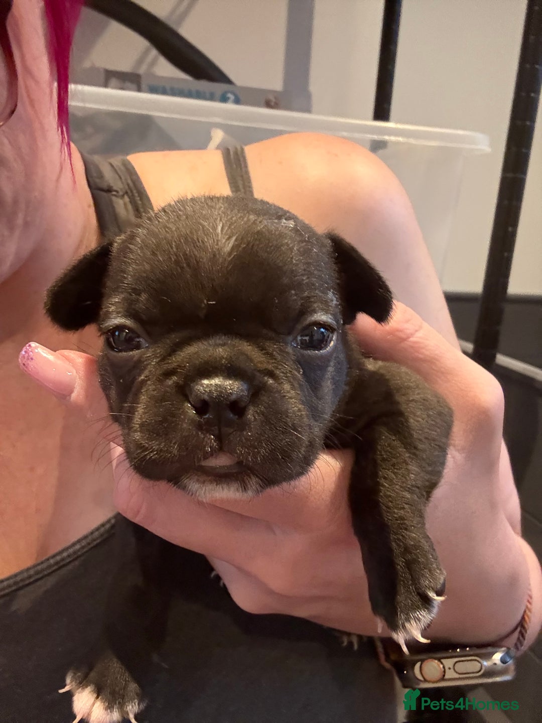 Mixed Breed dogs for sale: Frenchtons - Boston Terrier x Frenchie - Image 13