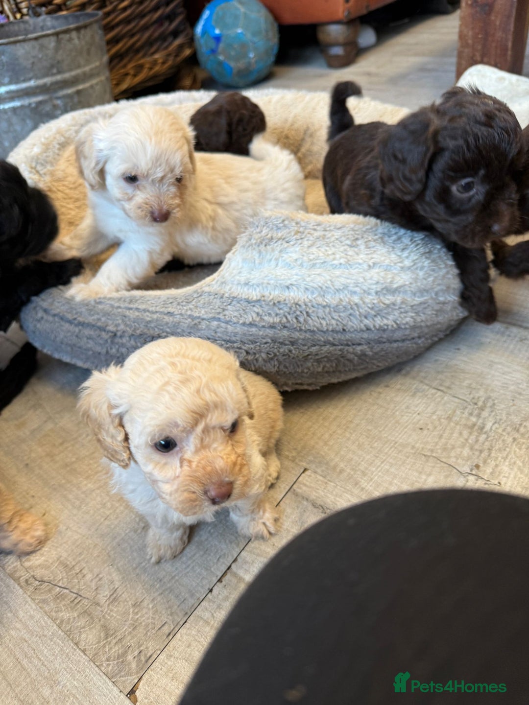 Shihpoo dogs for sale: ✨ Beautiful Shihpoo Puppies ✨  - Advert 6