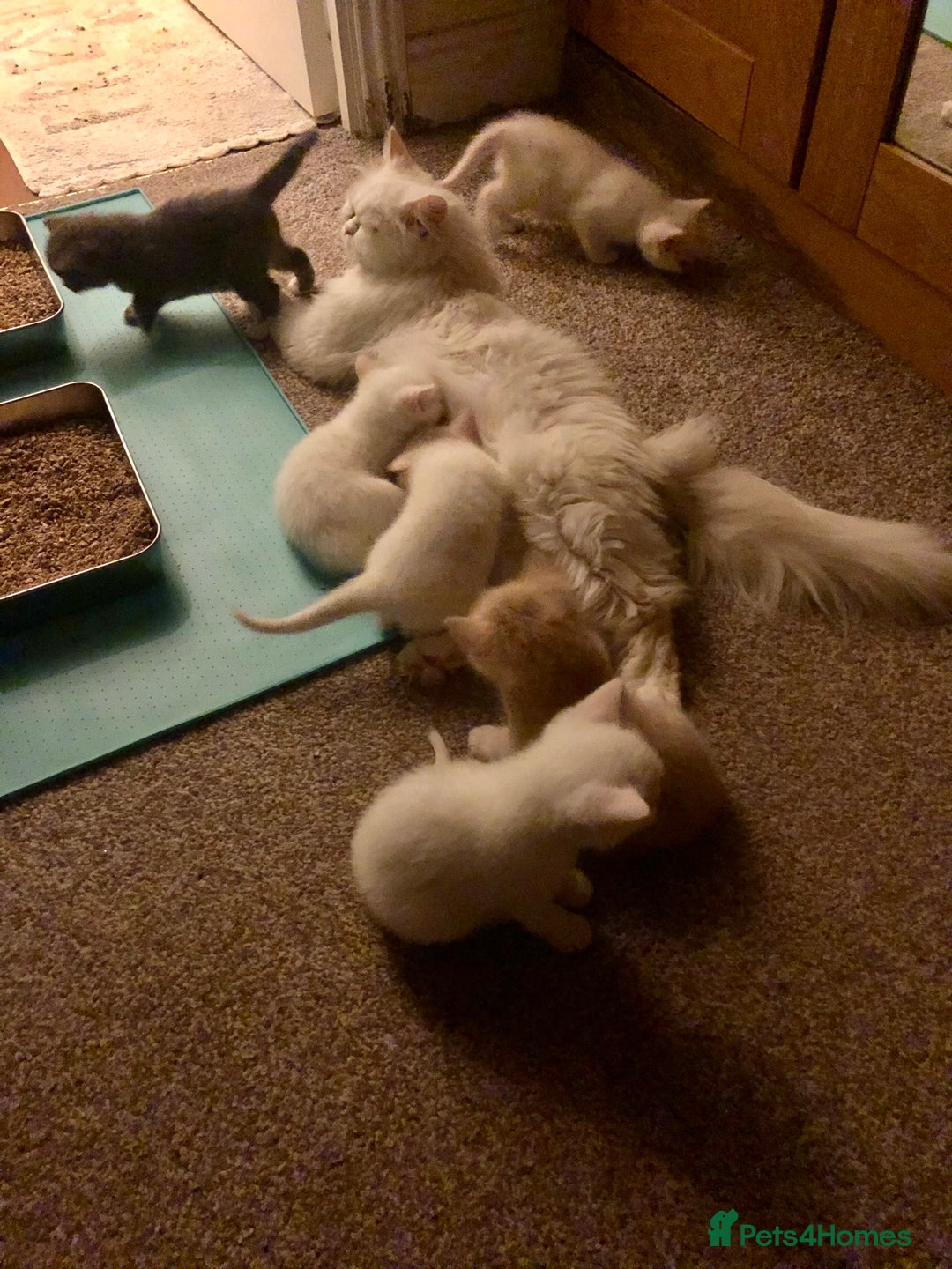 Persian cats for sale: Gorgeous Persian Cross Kittens  - Image 11