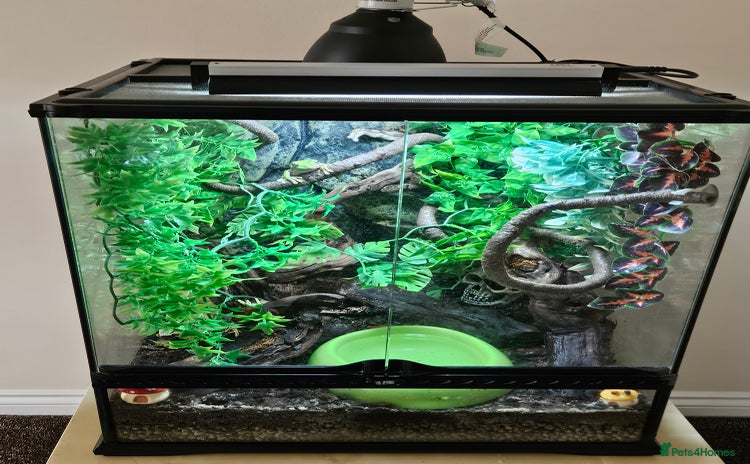 Frog reptiles - Advert 1