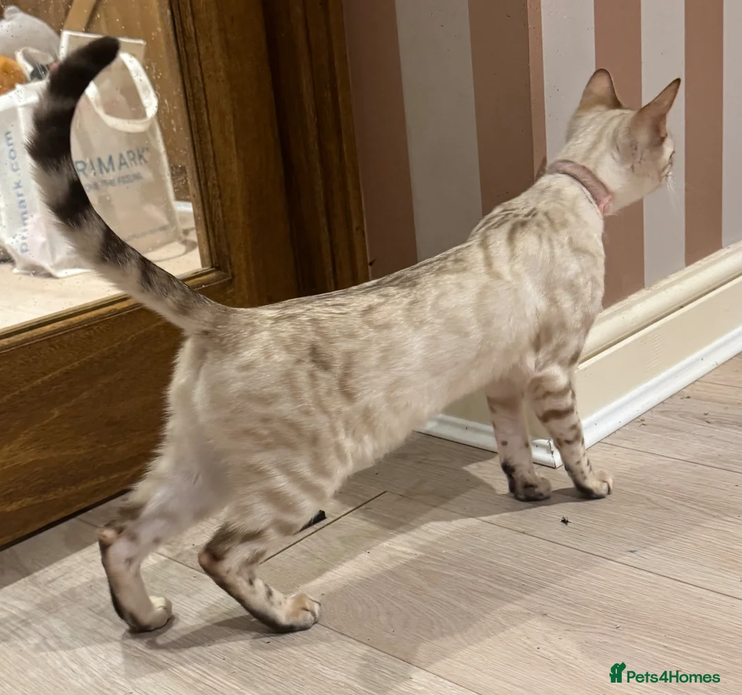 Bengal cats for sale: 🐾 💫 Our Beautiful Snow Bengal Luna 💫🐾 - Advert 10