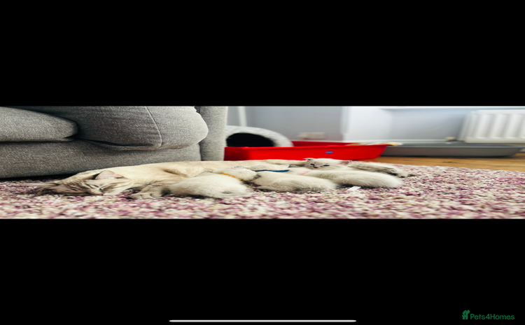Ragdoll cats - Advert 1