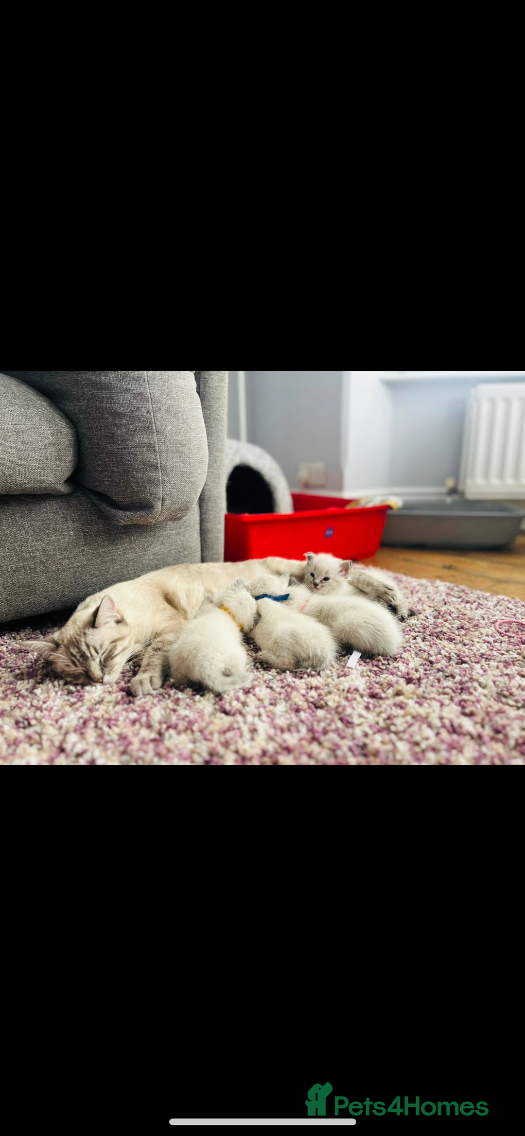 Ragdoll cats for sale: Gorgeous pedigree Ragdoll kittens for sale  - Image 1
