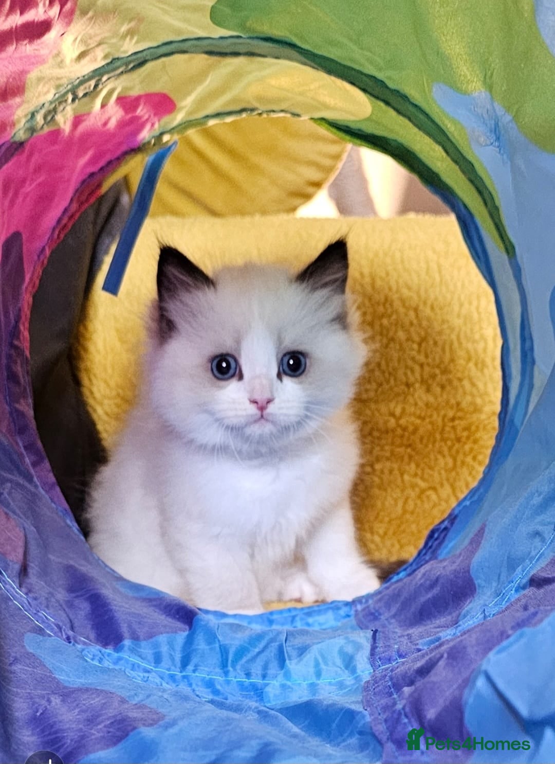 Ragdoll cats for sale: Cute Ragdoll kittens  - Advert 3