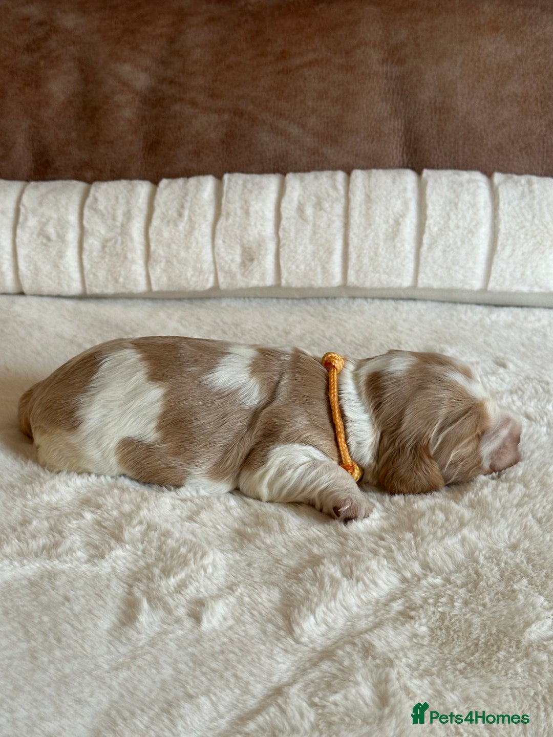 Cocker Spaniel dogs for sale: Extensively Health Tested KC Reg Puppies  - Advert 11