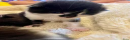 Russian Blue cats for sale: Stunning litter of Russian Blue cross kittens - Advert 5