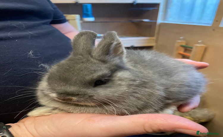 Netherland Dwarf rabbits - Advert 3