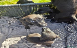 Mixed Breed dogs for sale: Labrador cross saluki - Image 2