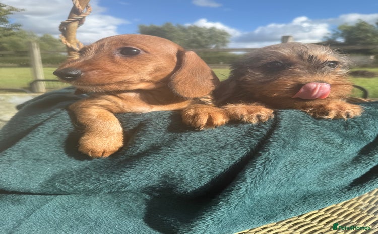 Miniature Dachshund dogs - Advert 2