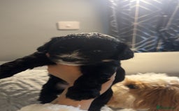 Cockapoo dogs for sale: Gorgeous f2 cockapoo pups  - Image 8