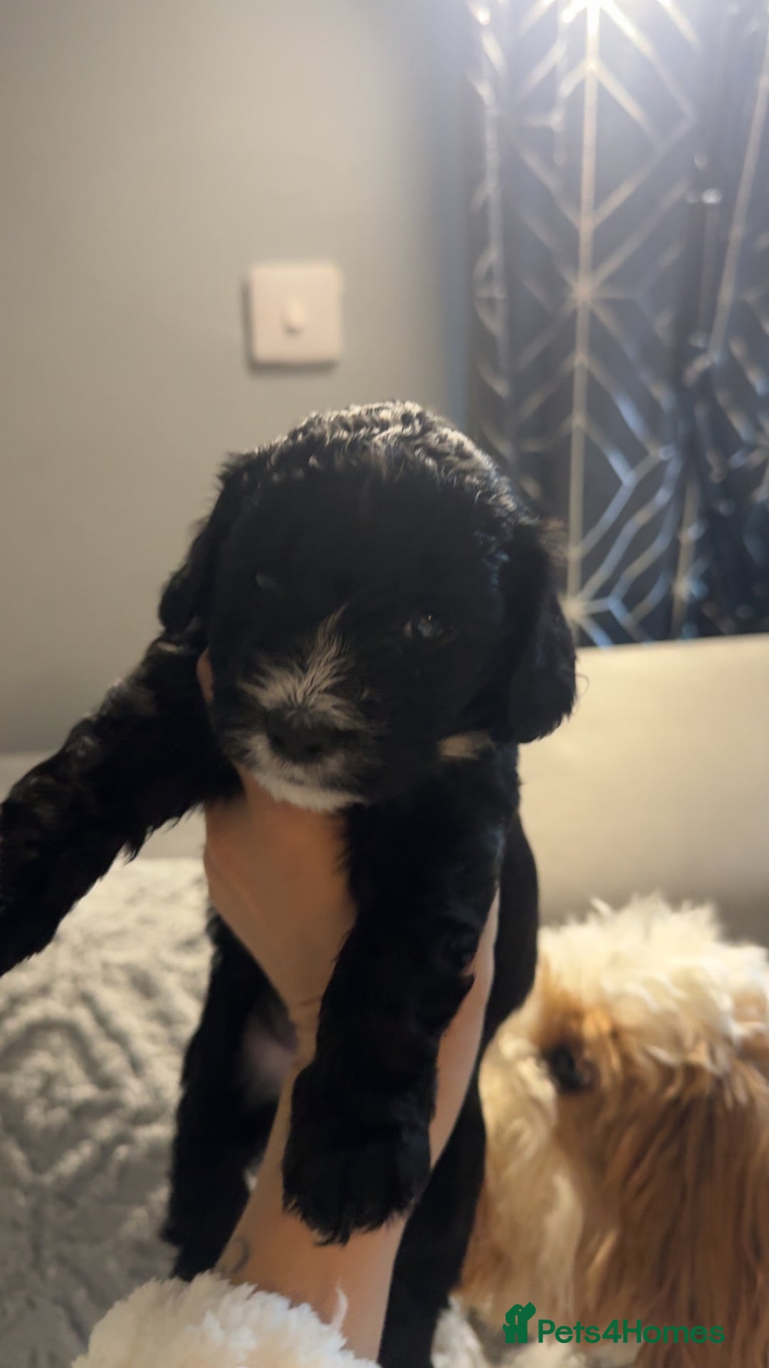 Cockapoo dogs for sale: Gorgeous f2 cockapoo pups  - Image 8