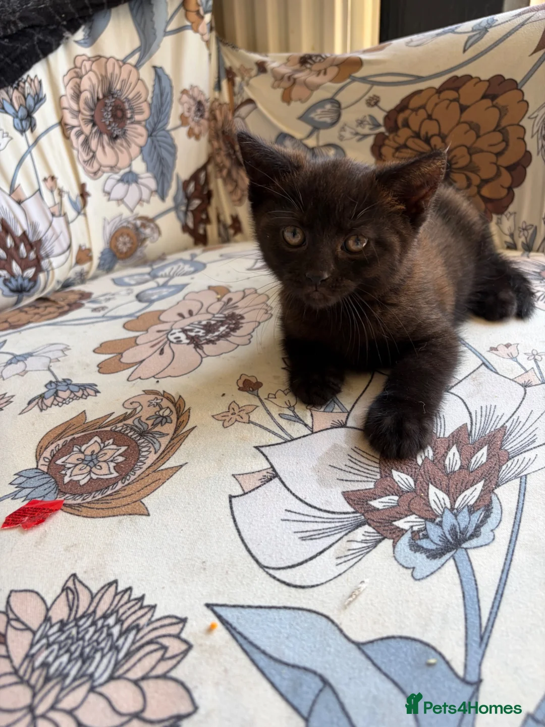 Mixed Breed cats for sale: black male kitten last one remaining  in St Albans - Advert 2