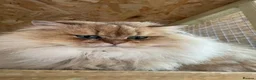 British Longhair cats for sale: British Longhair golden kittens TICA - Advert 18
