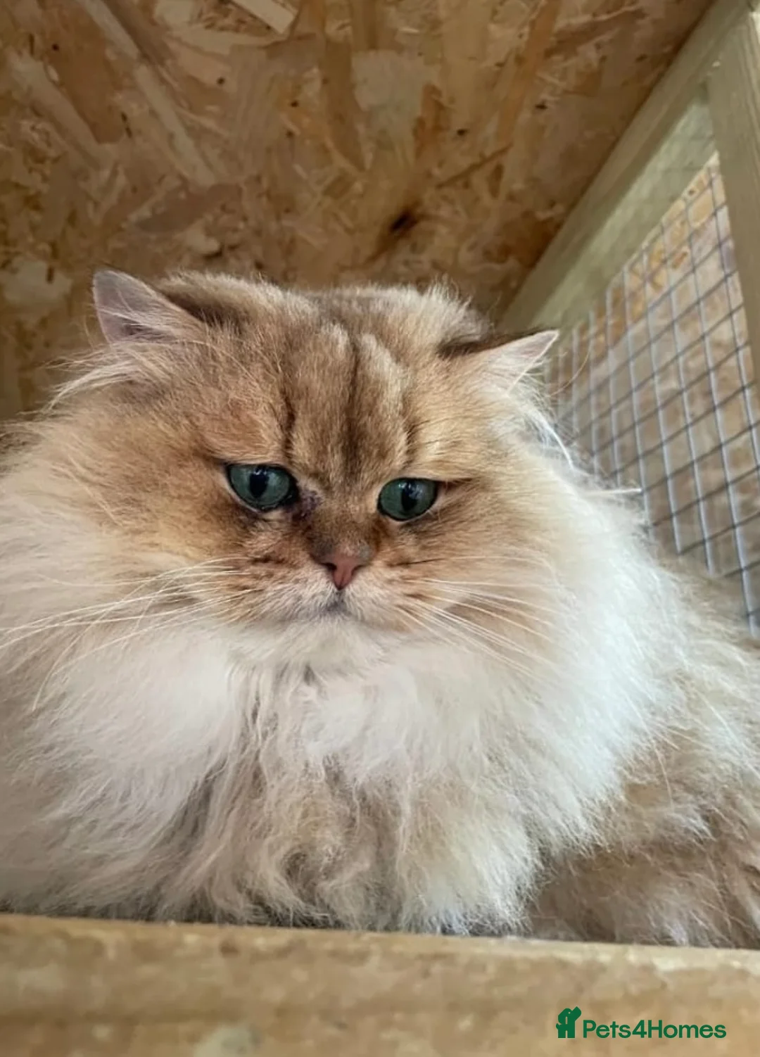 British Longhair cats for sale: British Longhair golden kittens TICA - Advert 18