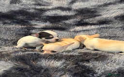Chihuahua dogs for sale: Chihuahua puppy’s  - Image 22
