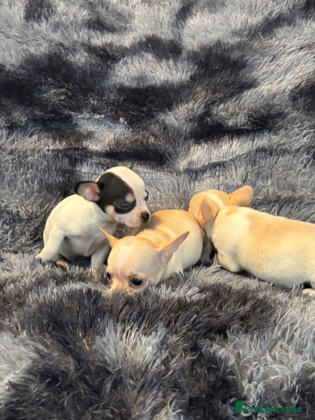 Chihuahua dogs for sale: Chihuahua puppy’s  - Image 22