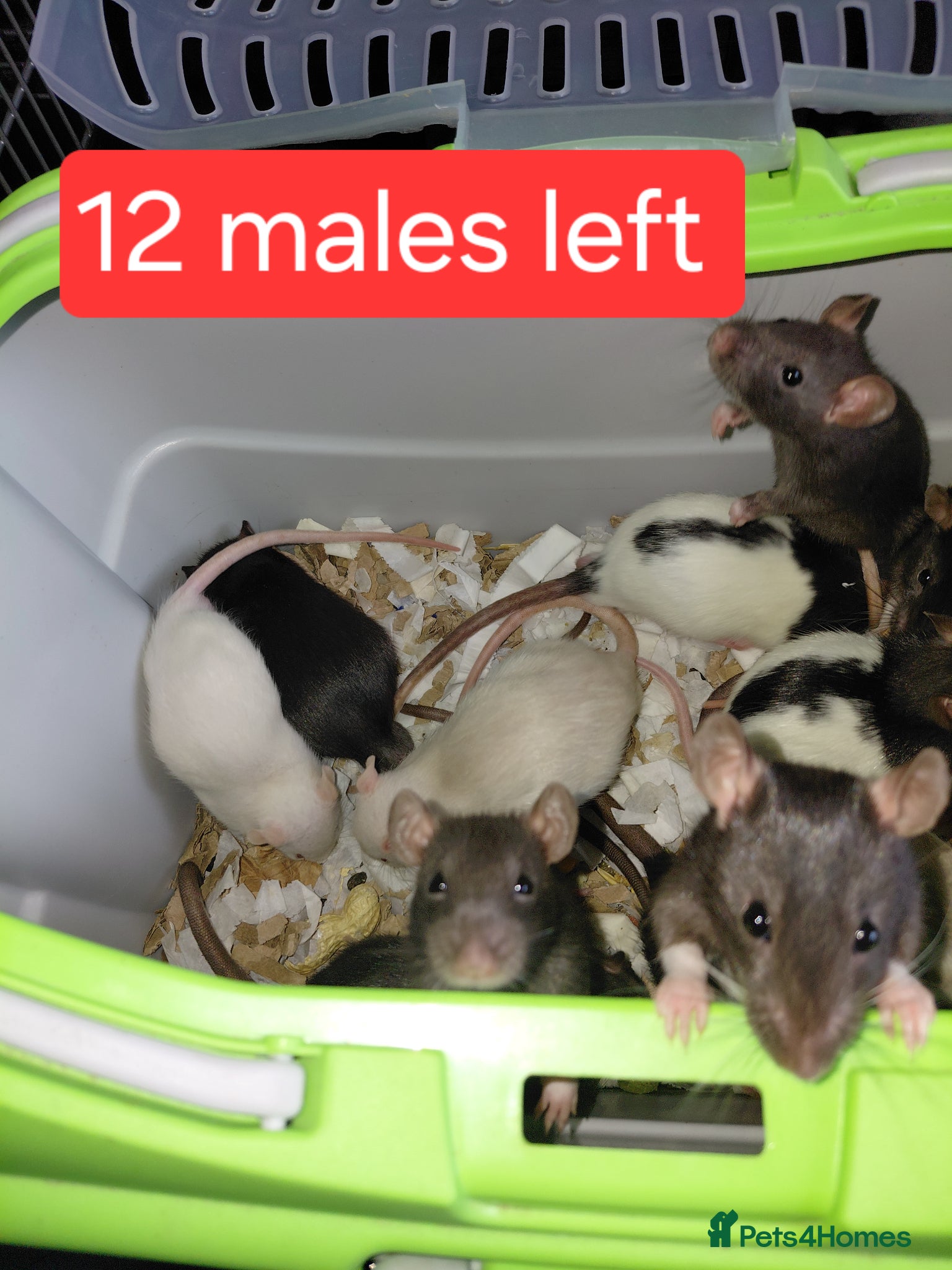 Rat rodents topeard and simise and we have 5 females 12 males  - Advert 1