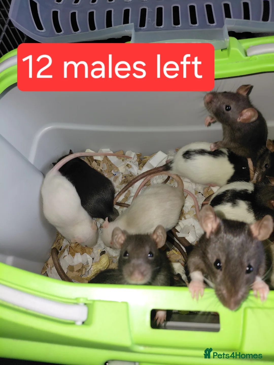 Rat rodents for sale: n 5 black with patch white belly and 5 girls left - Advert 1