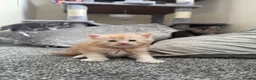Maine Coon cats for sale: Stunning litter of 7 Maine coons!  - Advert 28