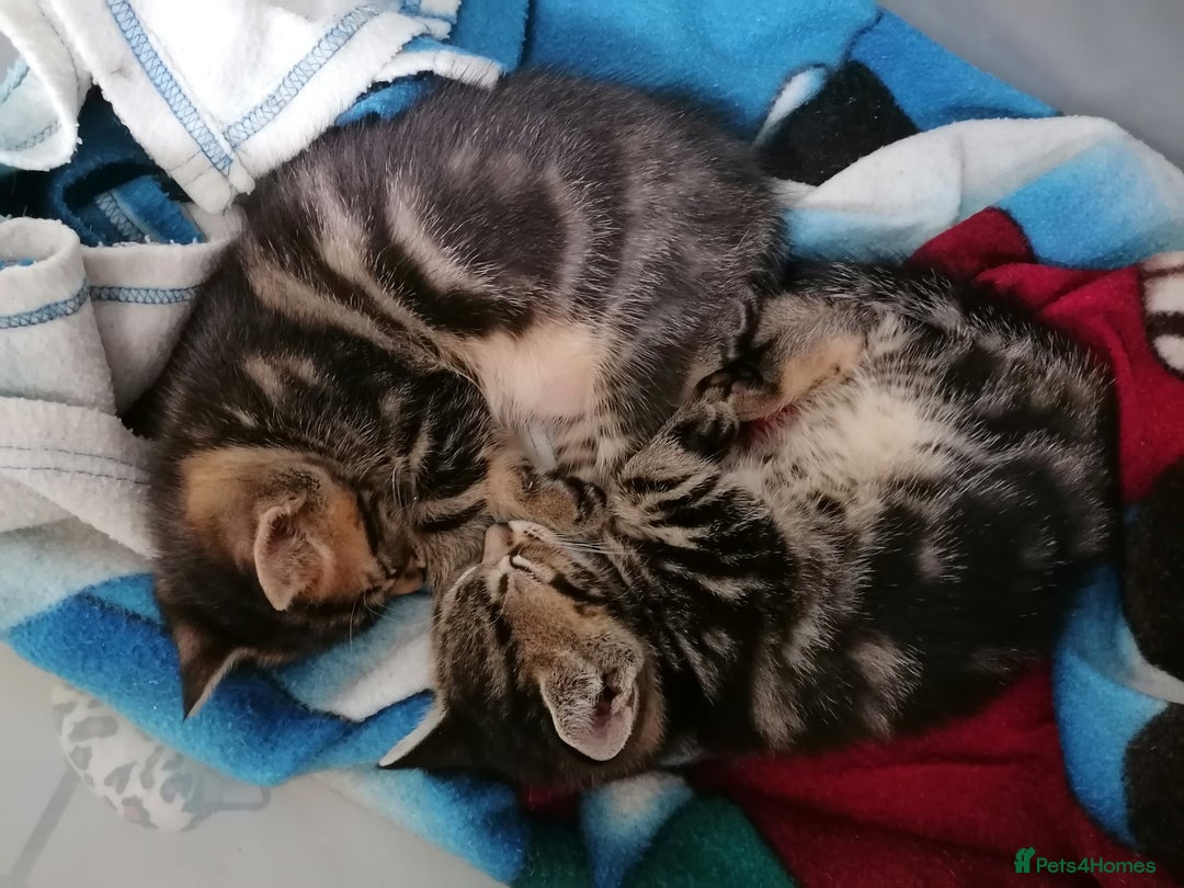 Mixed Breed cats for sale: Fluffy Bundles of Joy :) - Image 8