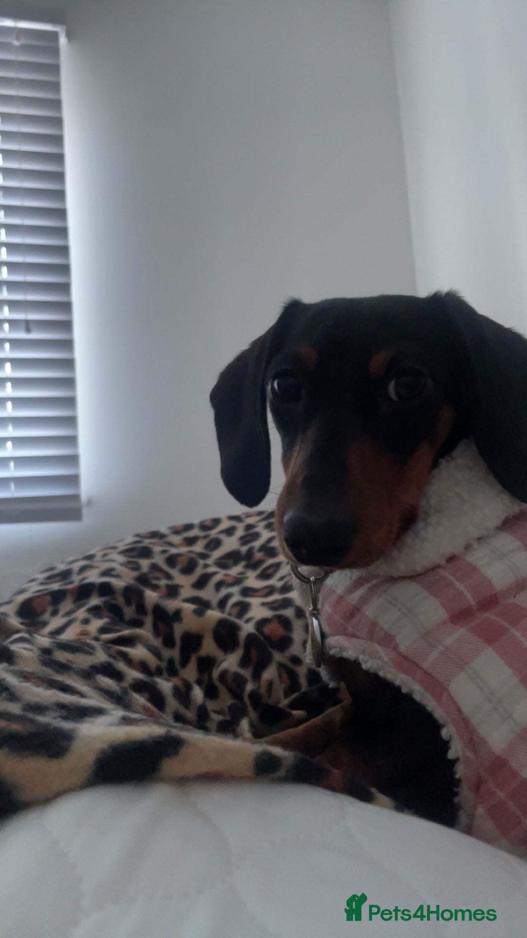 Miniature Dachshund dogs for sale: Pedigree Female Minature Dachshund - Advert 4