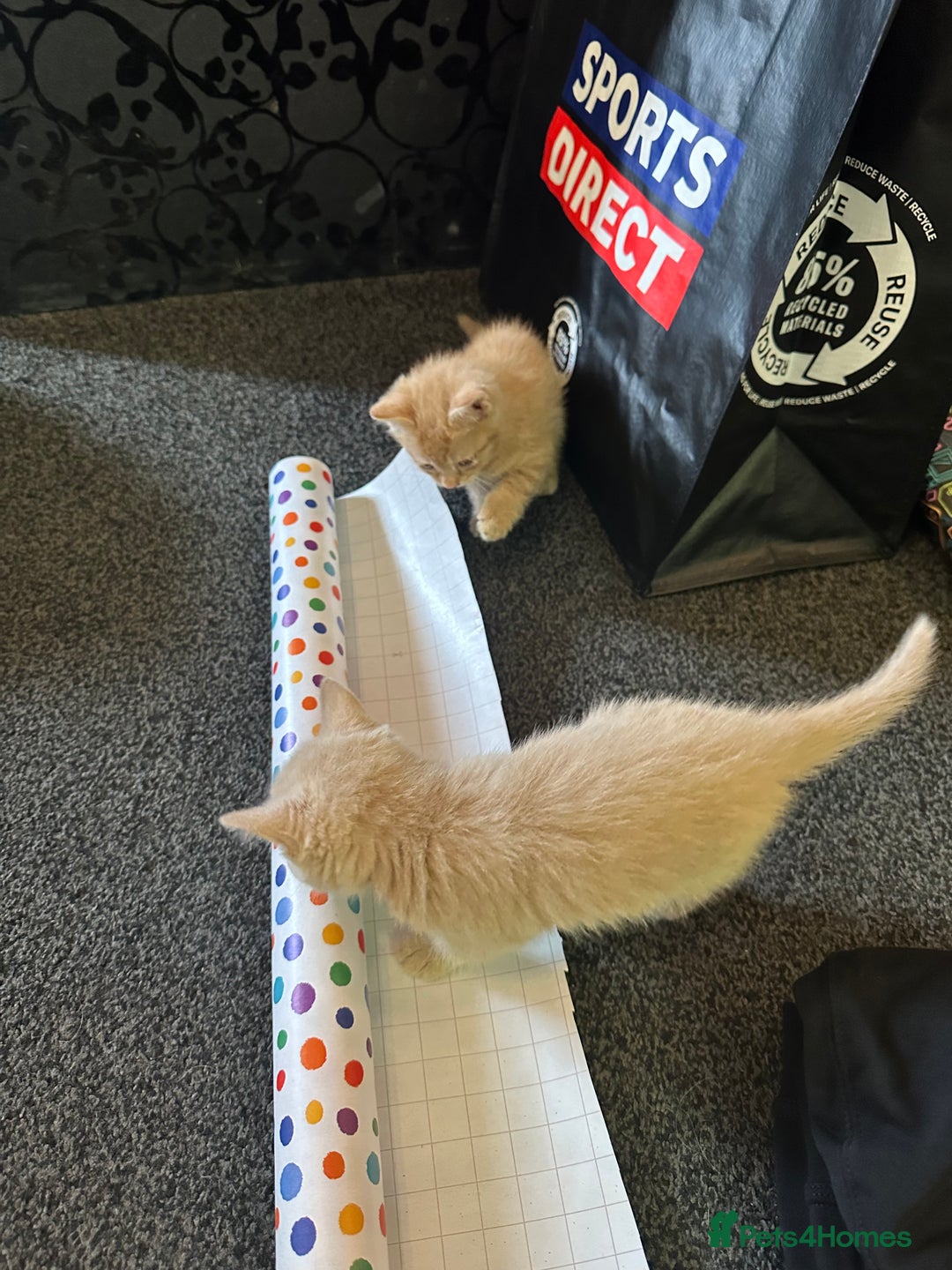 Mixed Breed cats for sale: Beautiful ginger kittens  - Image 16