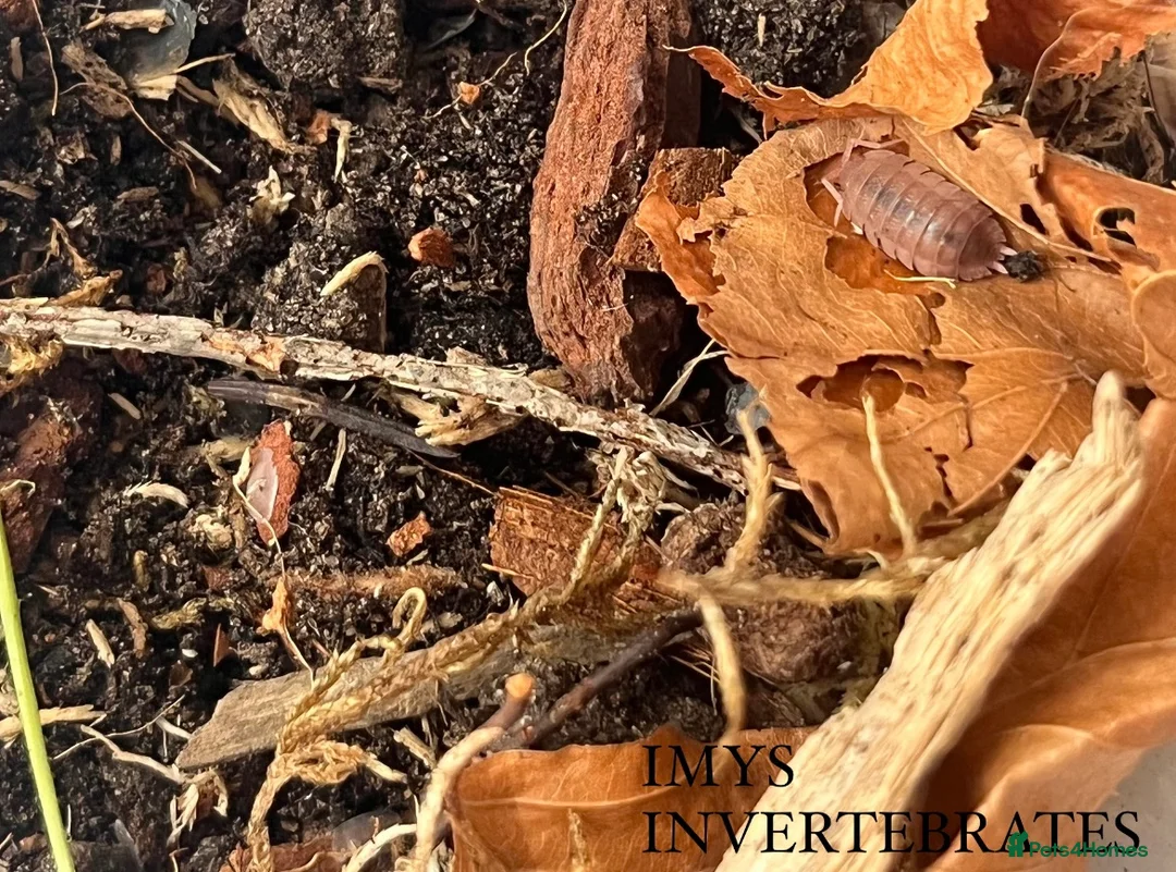 Isopods invertebrates for sale: MANY DIFFERENT ISOPOD SPECIES HAPPY TO SHIP - Advert 4