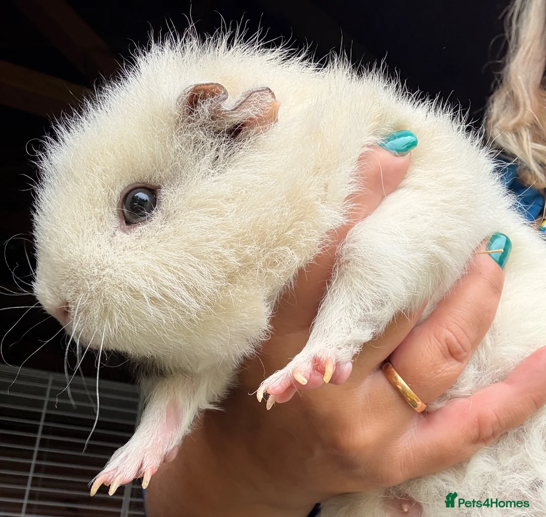 Guinea Pig rodents for sale: 2 female guinea pigs in Mexborough - Advert 2
