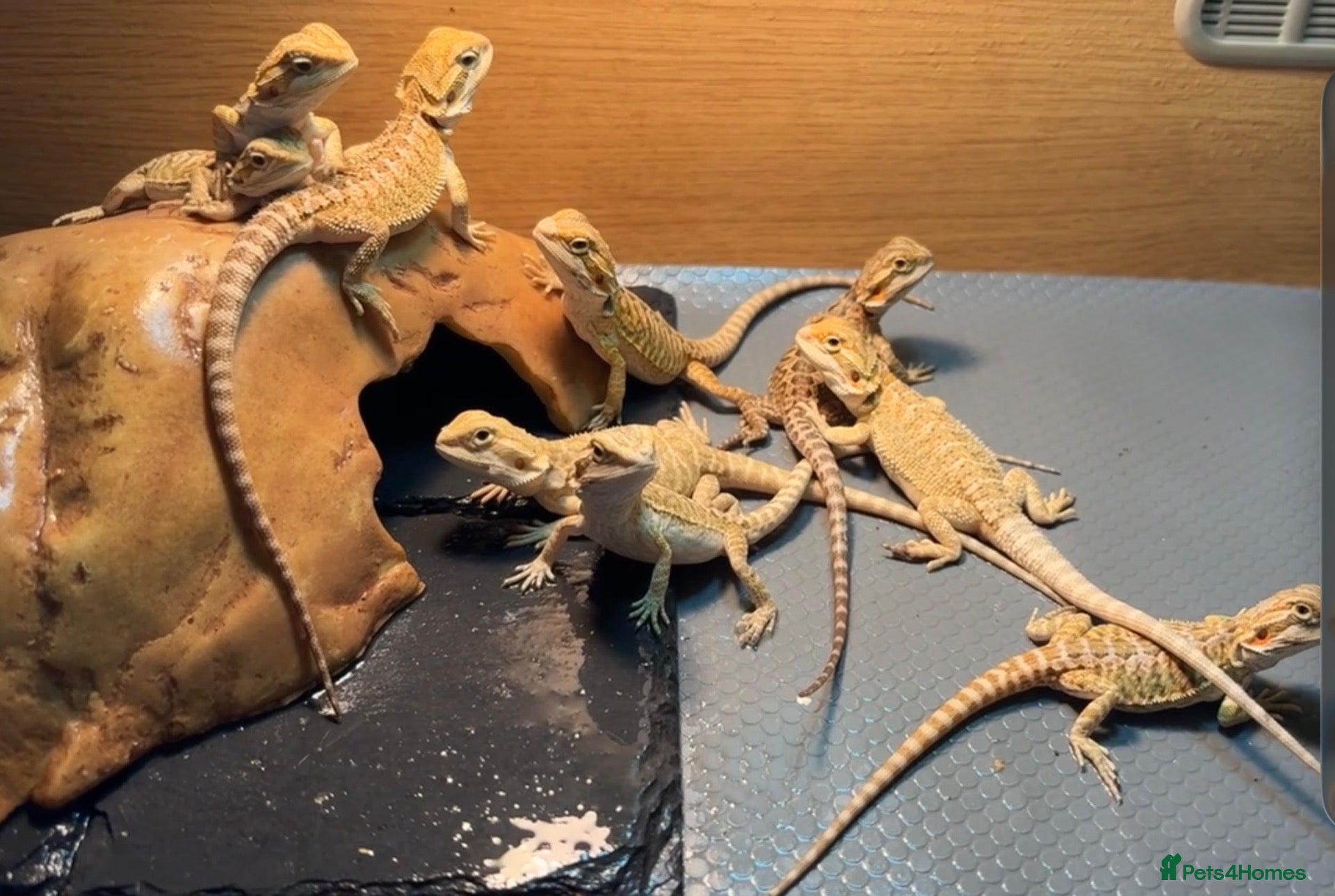Bearded Dragon reptiles Beautiful leatherback babies  - Advert 6