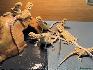 Bearded Dragon reptiles Beautiful leatherback babies - Advert 6