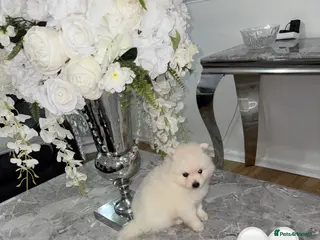 Japanese Spitz dogs 🐾JAPANESE SPITZ🐾 - Advert 5